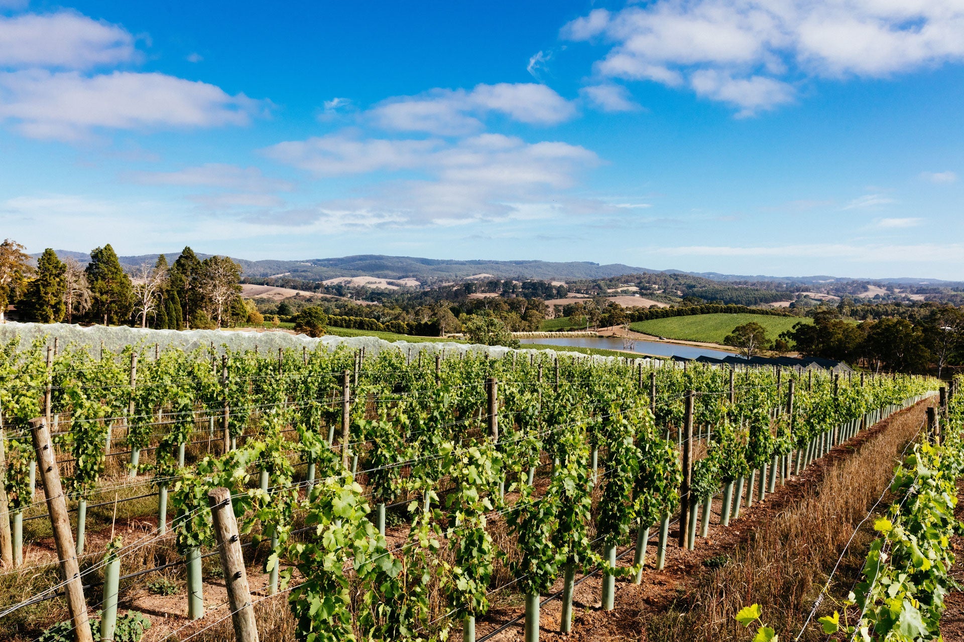 Wine Grape Growers Decline After China Tariffs
