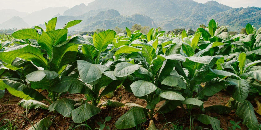 Illegal Tobacco Surge Squeezing Retail Profits