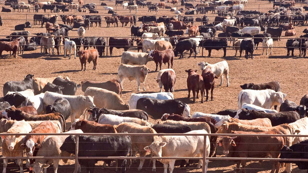 Supermarkets and Fast Food Chains Reject US Beef