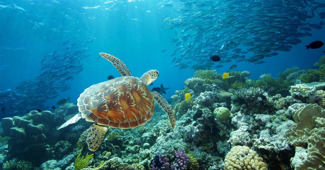 Tourism Australia's Custom Strategy Delivers Strong Results
